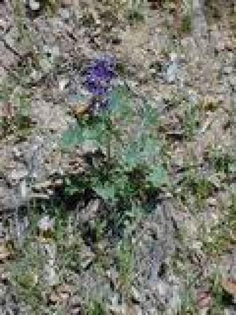 Lupine