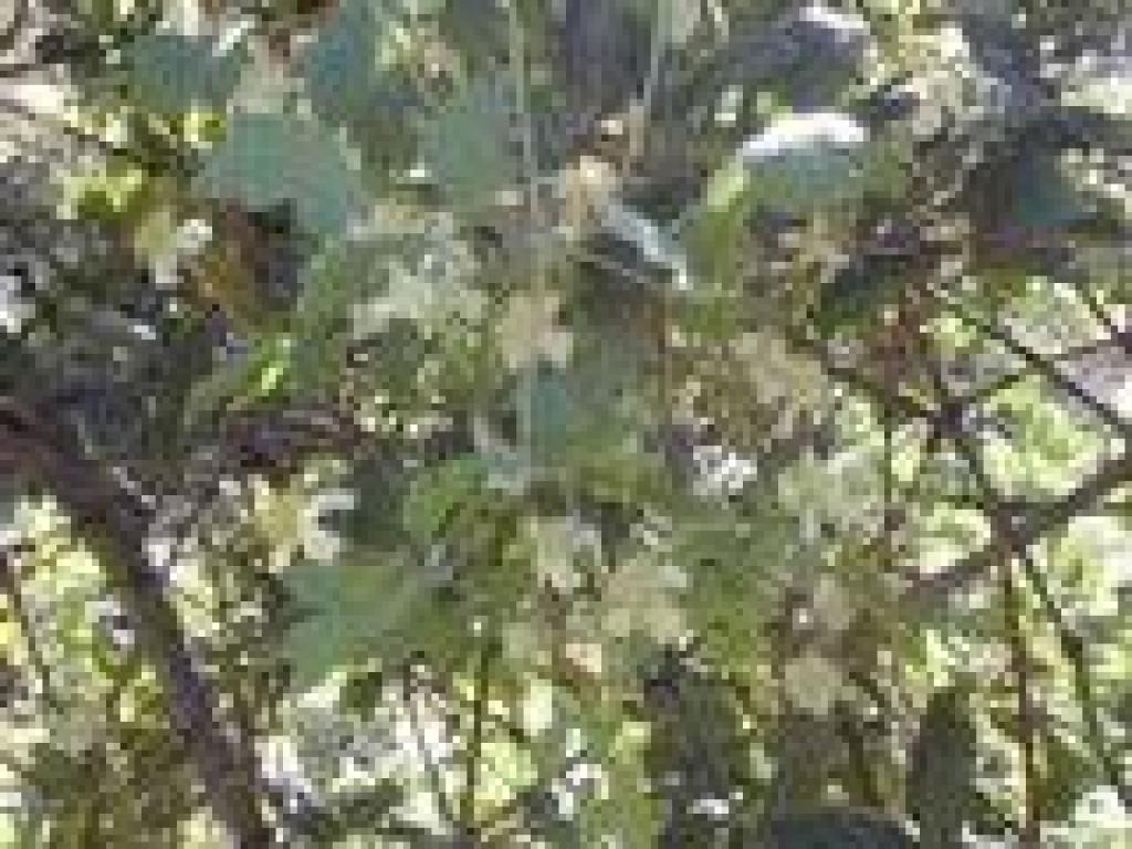 Clematis
