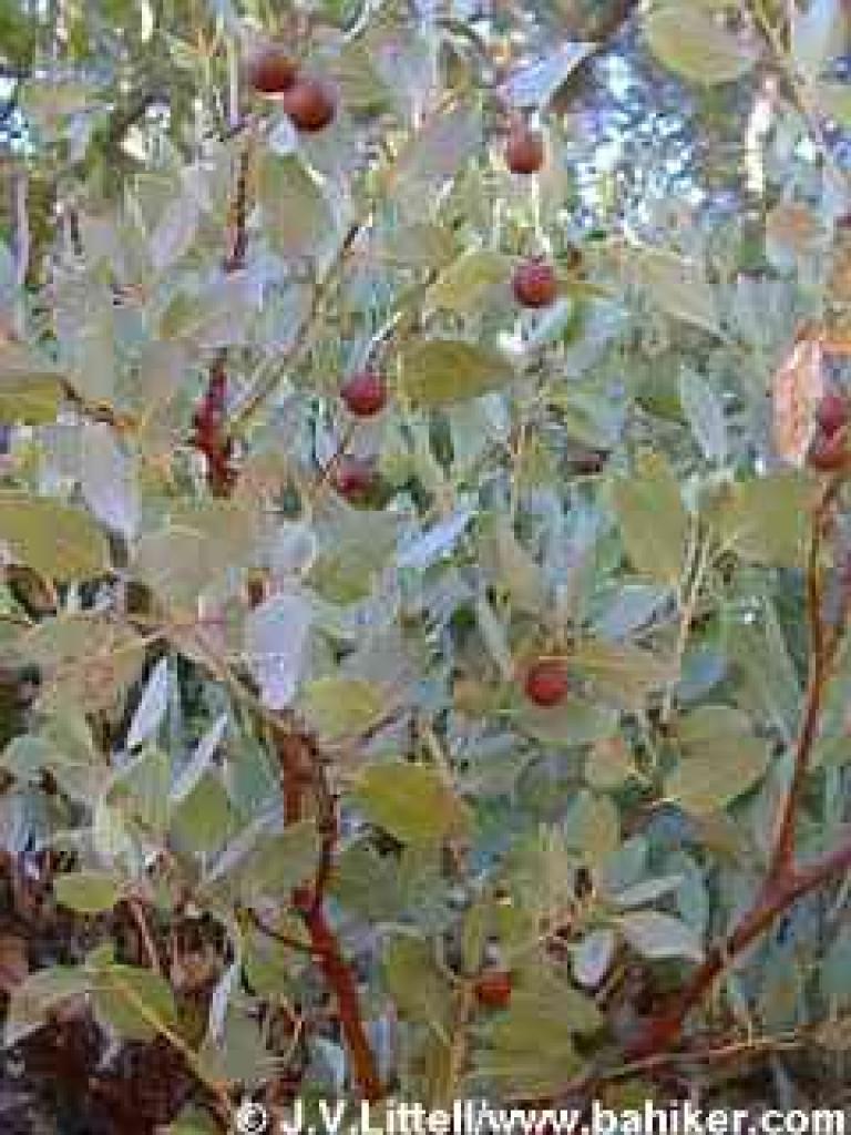 Big berry manzanita