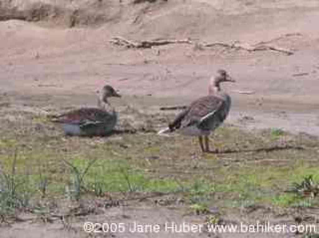 Greater white-fronted geese
