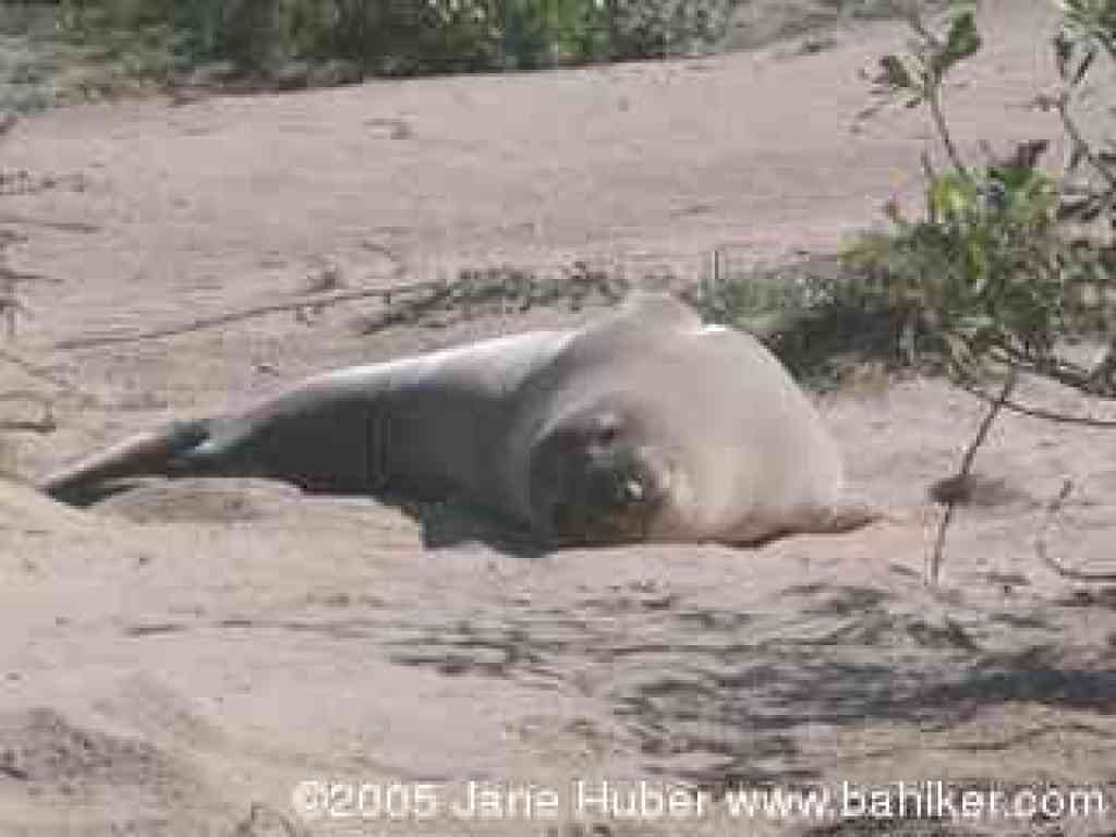 Elephant seal