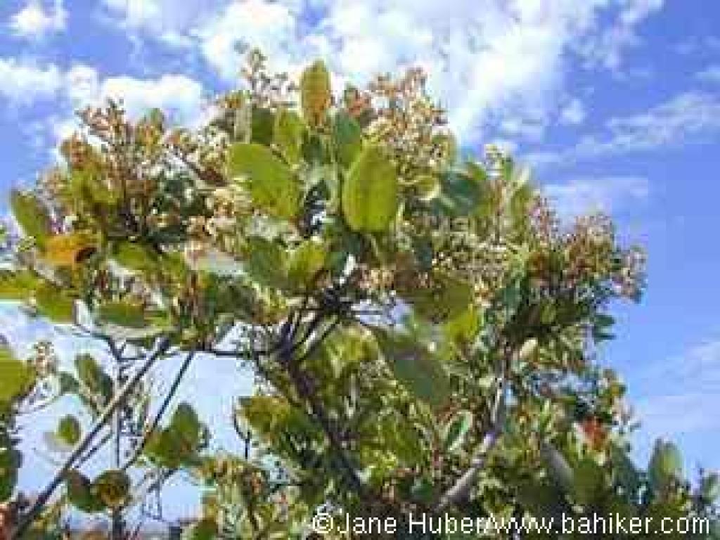 Toyon