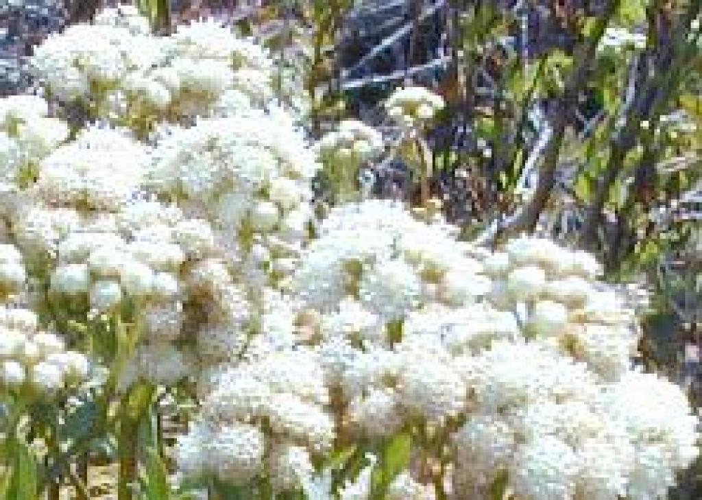 Salt marsh baccharis