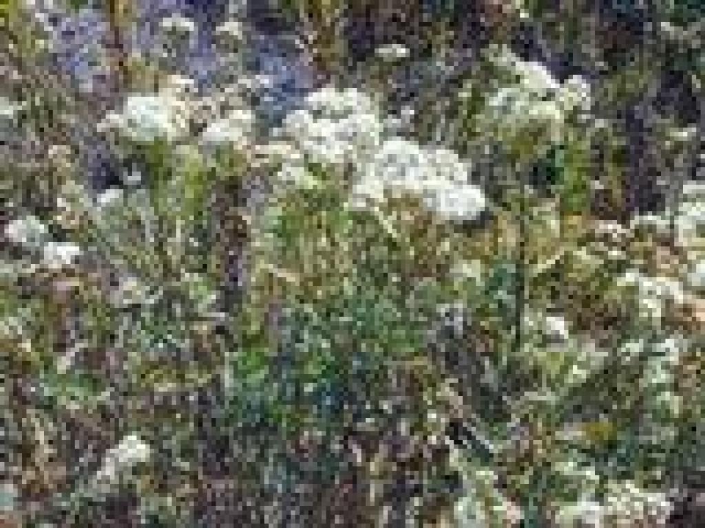 Salt marsh baccharis