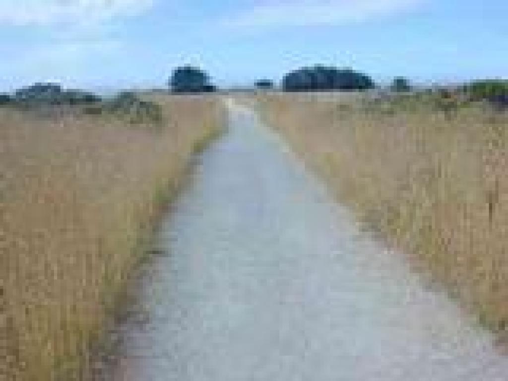 Ano Nuevo Point Trail