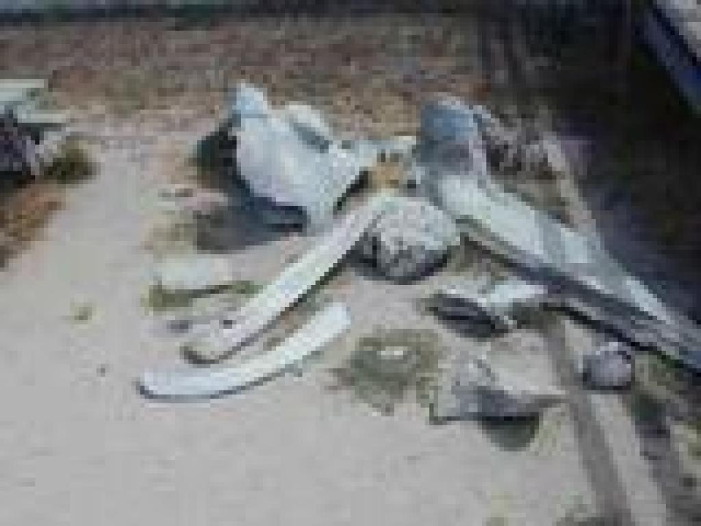 Whale bones