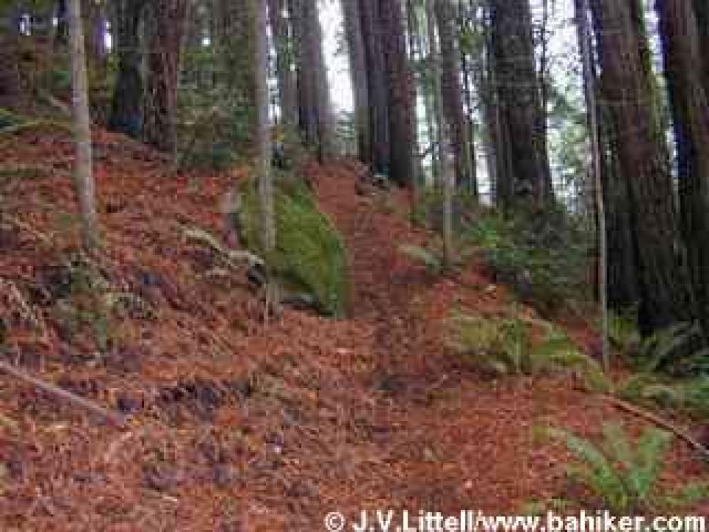 Redwood duff on Whitehouse Ridge Trail