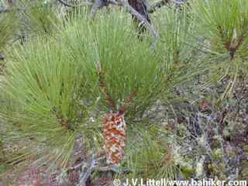 Knobcone Pine
