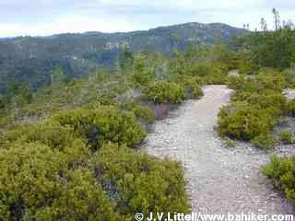 WInding through a manzanita barren on the ridgetop