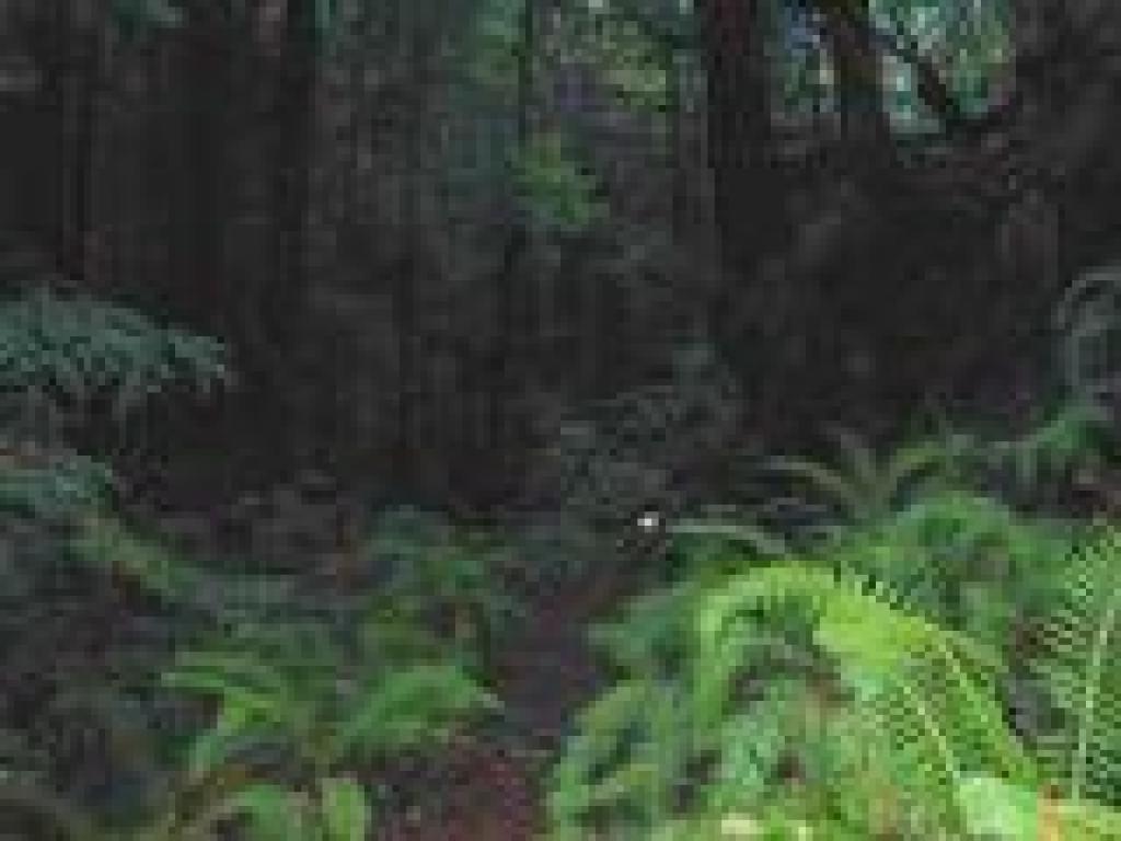 Dark woods