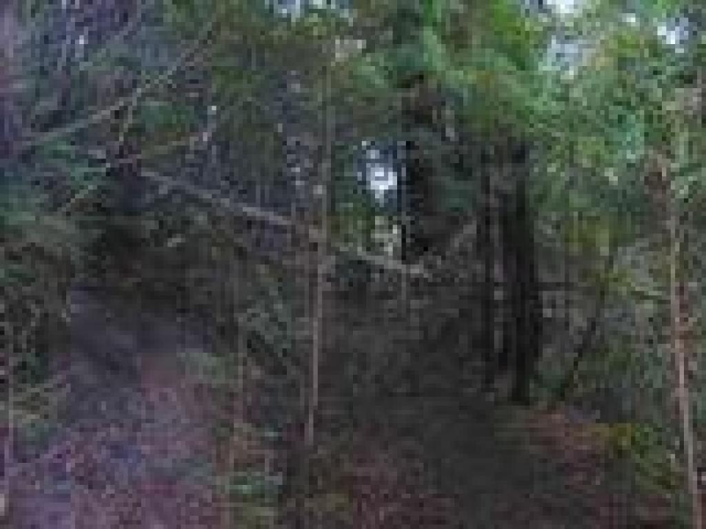 A tanoak over the trail