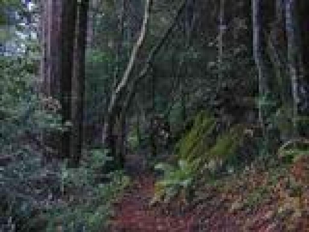 Whitehouse Ridge Trail