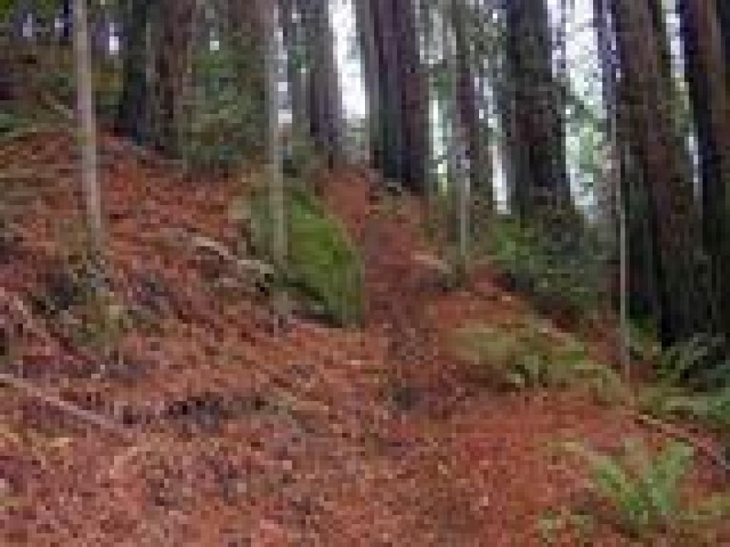 Redwood duff on the sides of the trail
