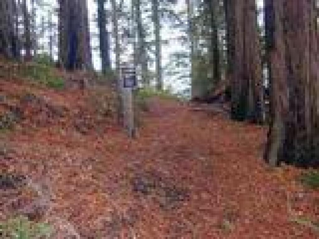 Junction with the lower vista point trail
