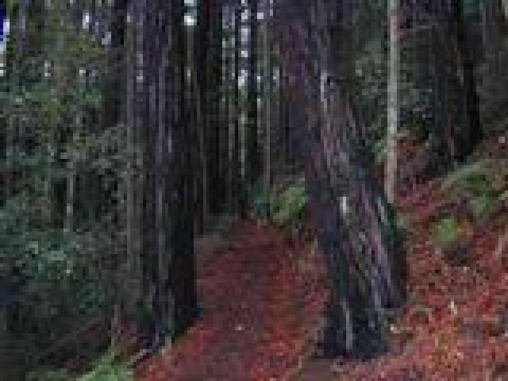 Back on Whitehouse Ridge Trail