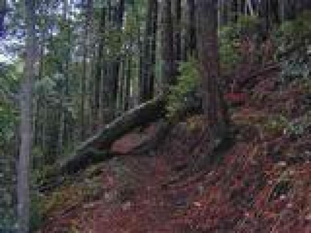 Fallen tree blocks the trail
