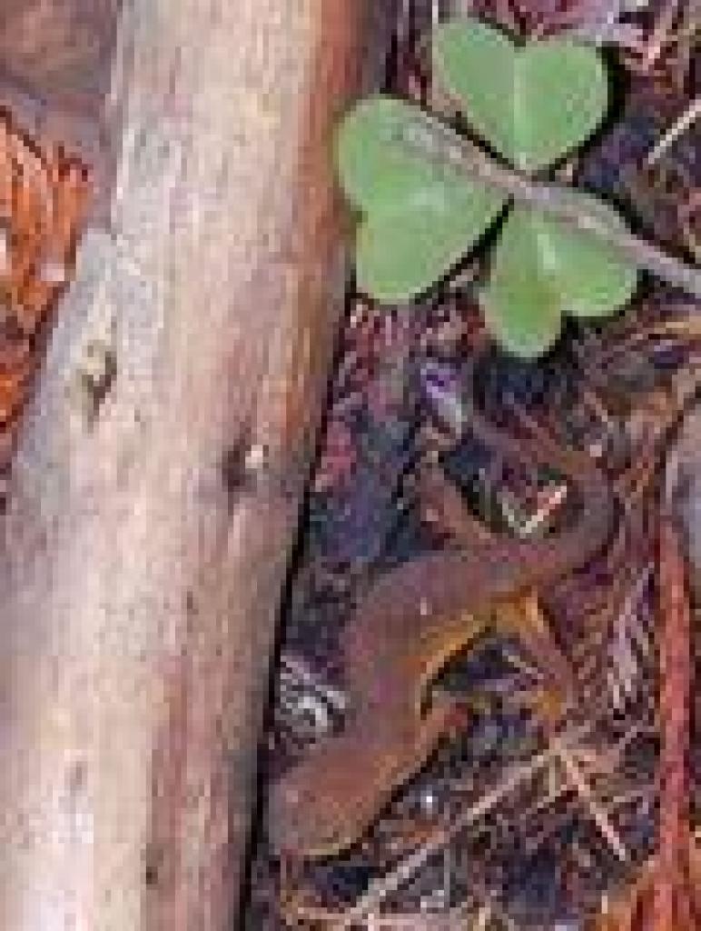 California newt