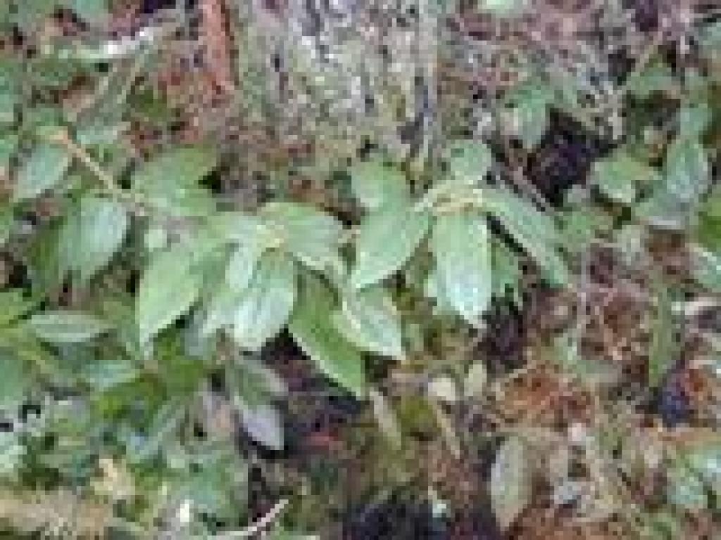 Chinquapin