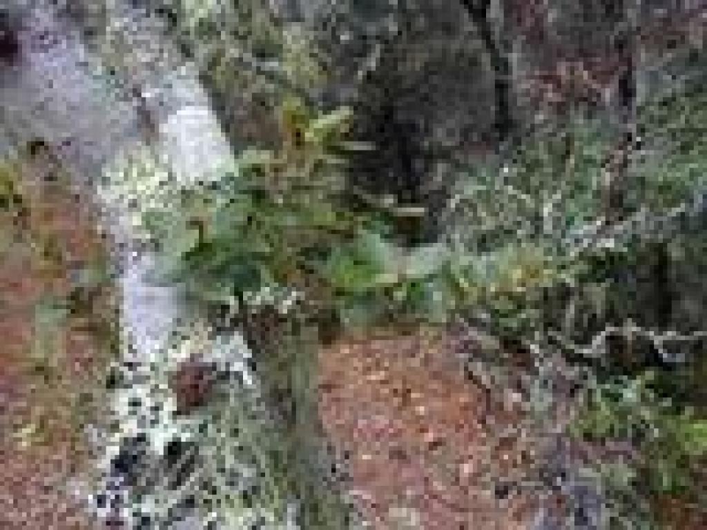 Canyon live oak