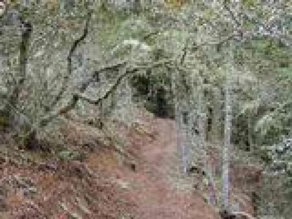 Lichen dangles from the trees