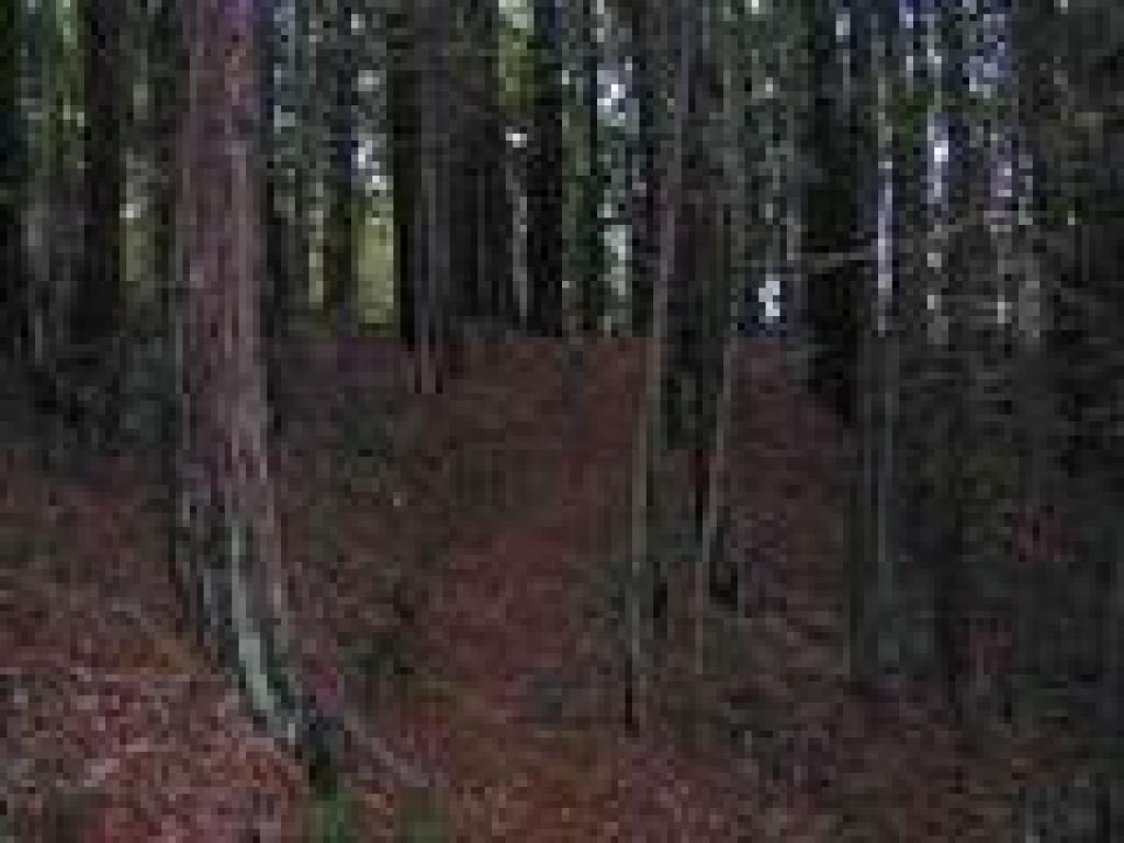 Back in the woods