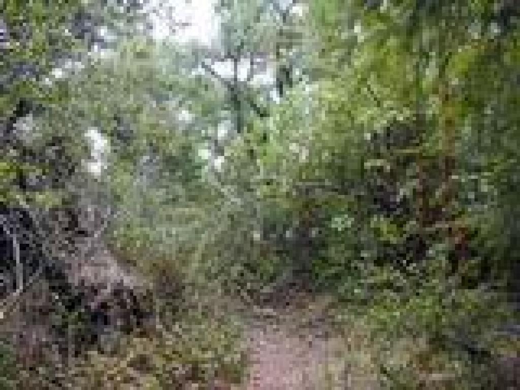 Path