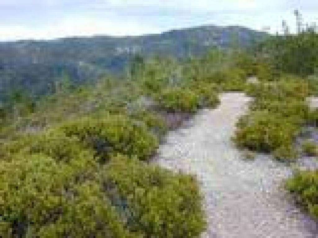 Manzanita barren