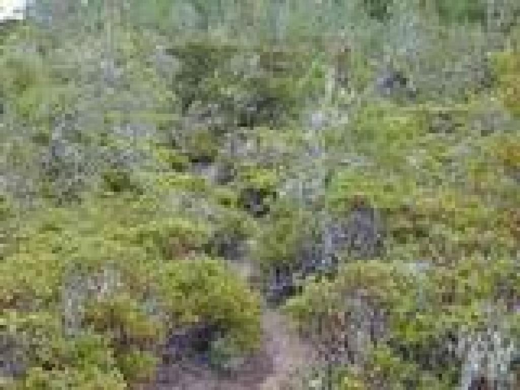 Trail narrows