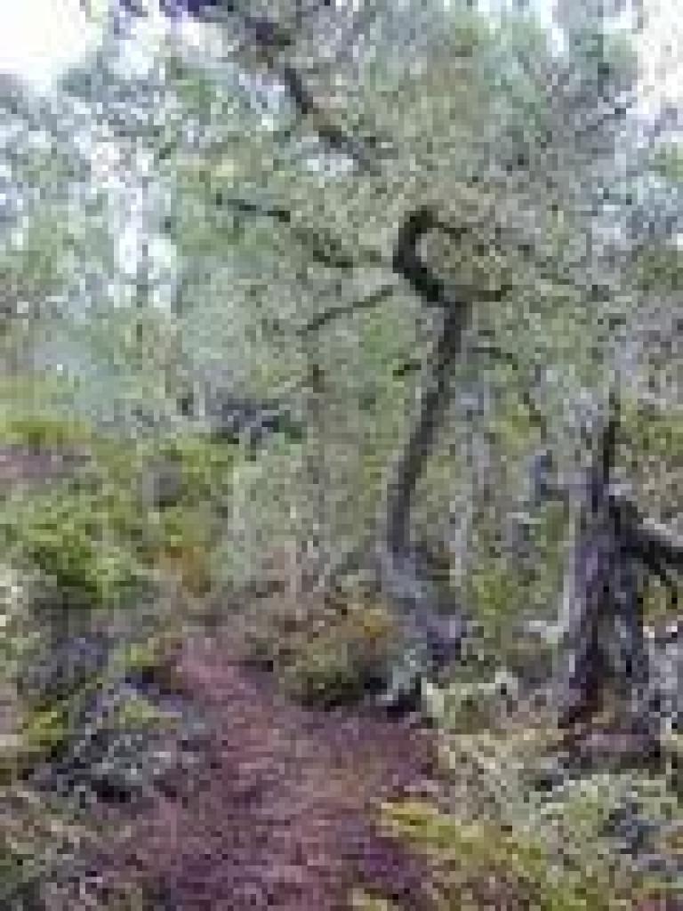 Lichen on trees