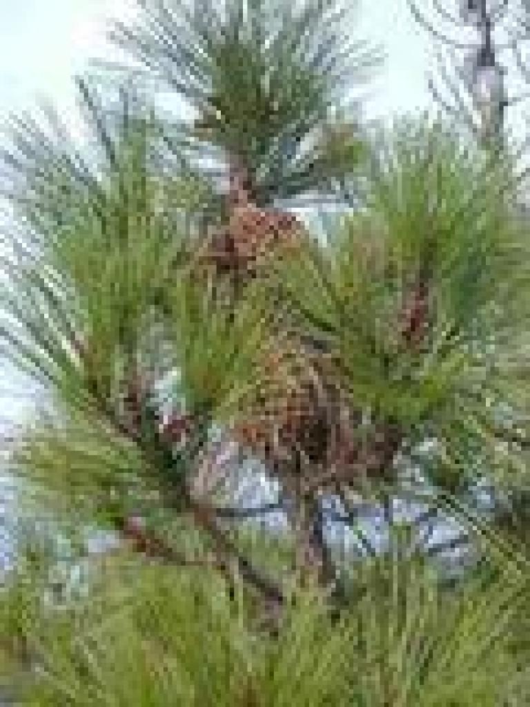 Knobcone pine