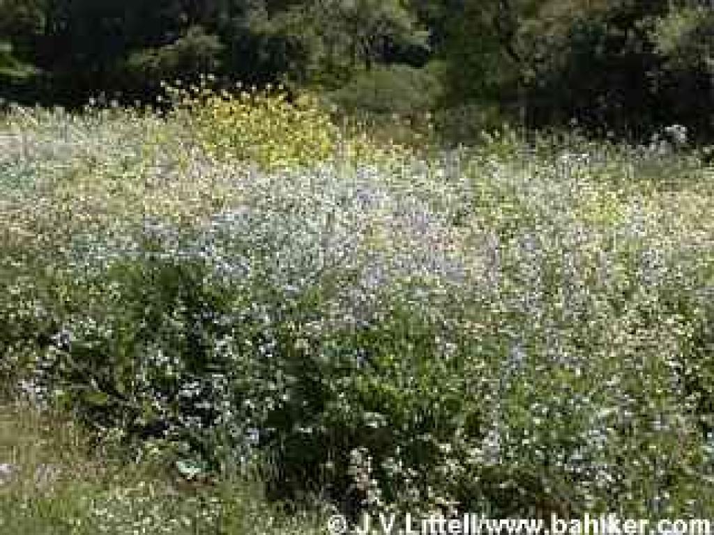 Mustard and wild radish photo
