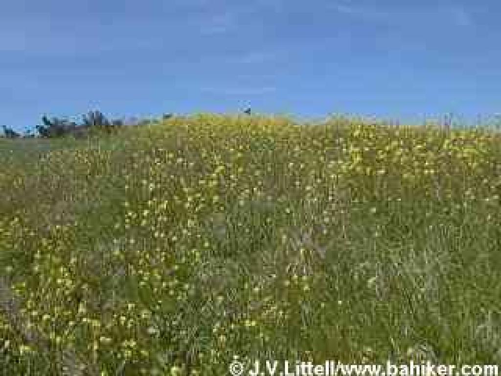 Mustard photo