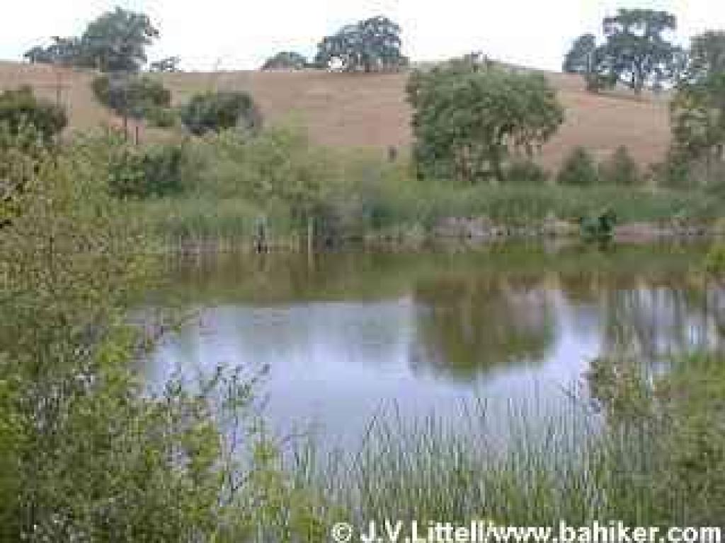 Arastradero Lake in late spring