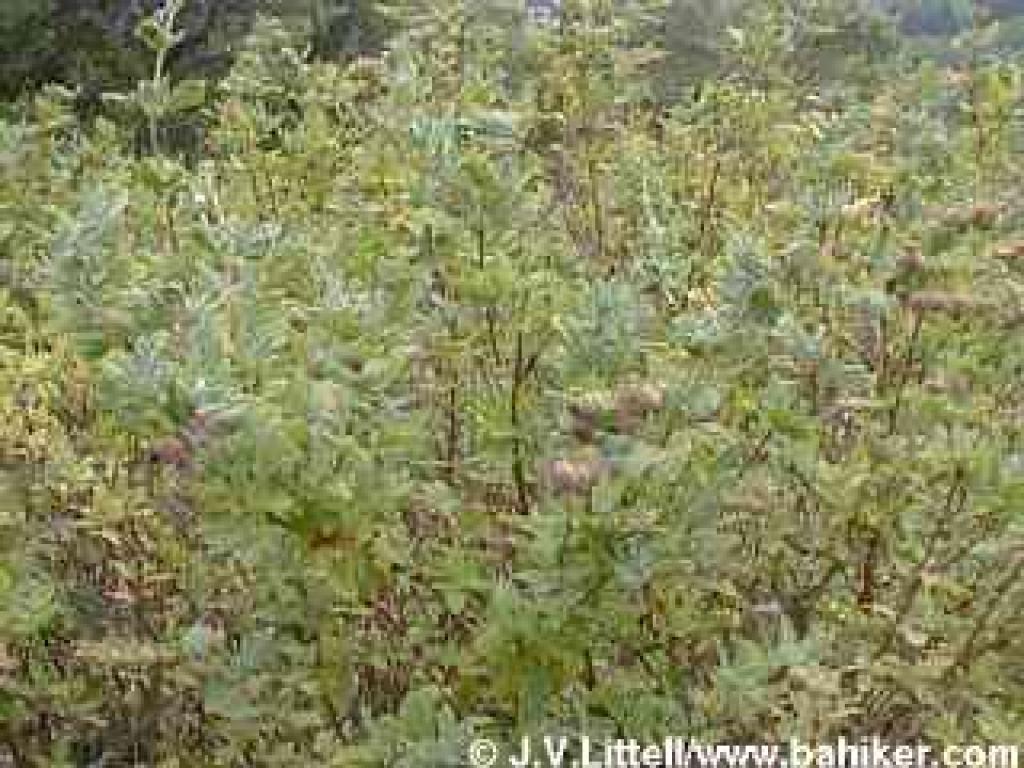 Pitcher sage photo