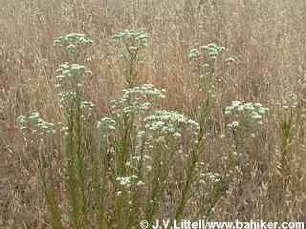 Pearly everlasting photo