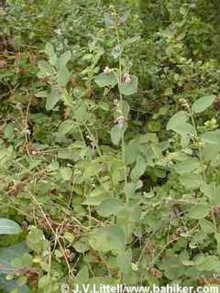 Snowberry flowers in spring