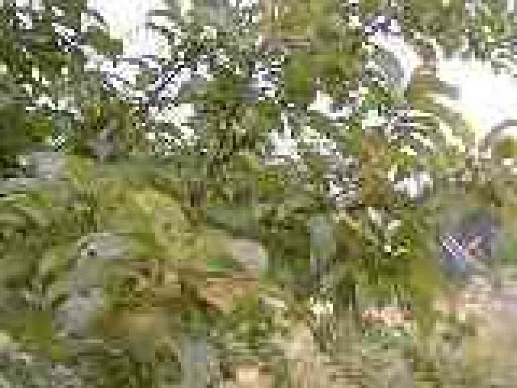 Plum tree?