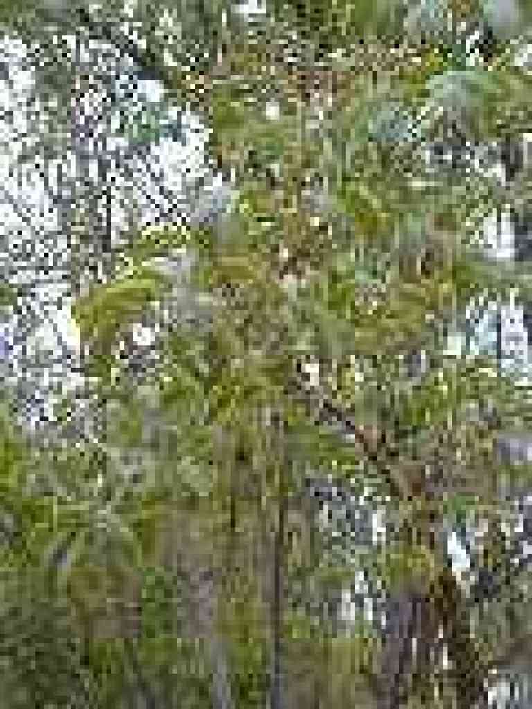 Elderberry tree