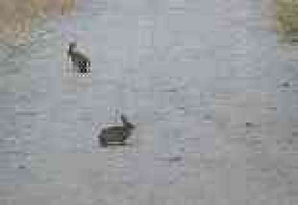 Cottontails