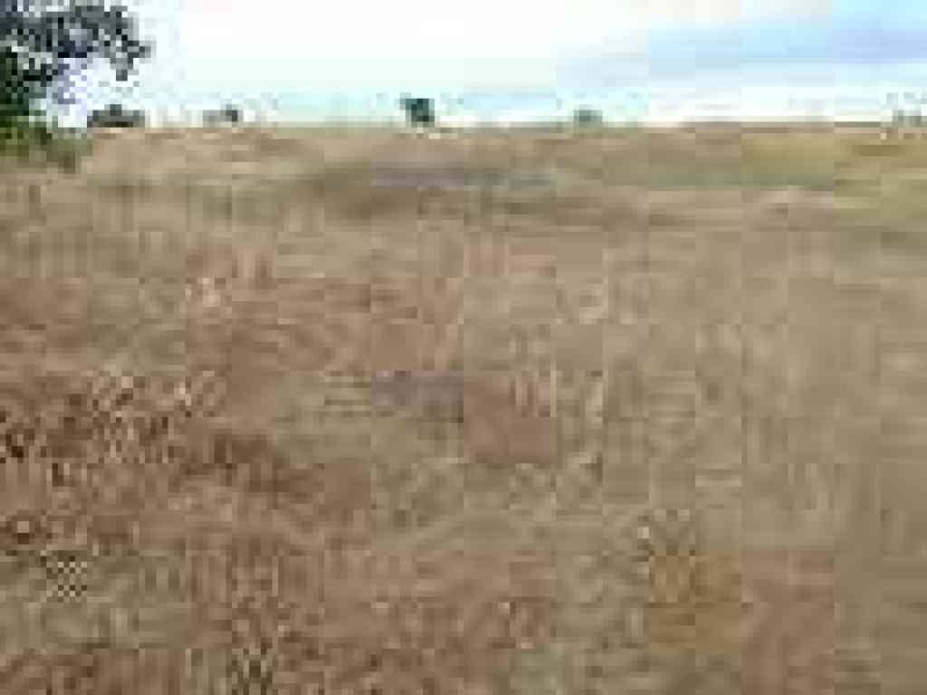 Clarkia in dry grass