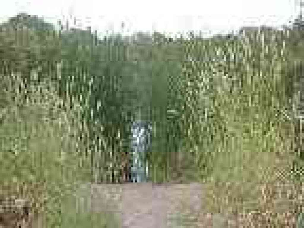 Cattails screen the lake