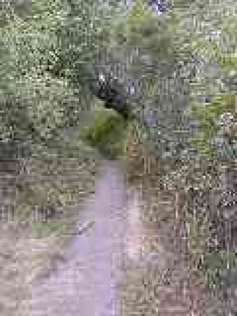 Lots of poison oak through here