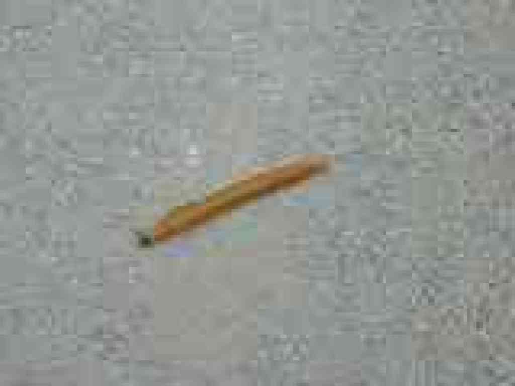 Banana slug