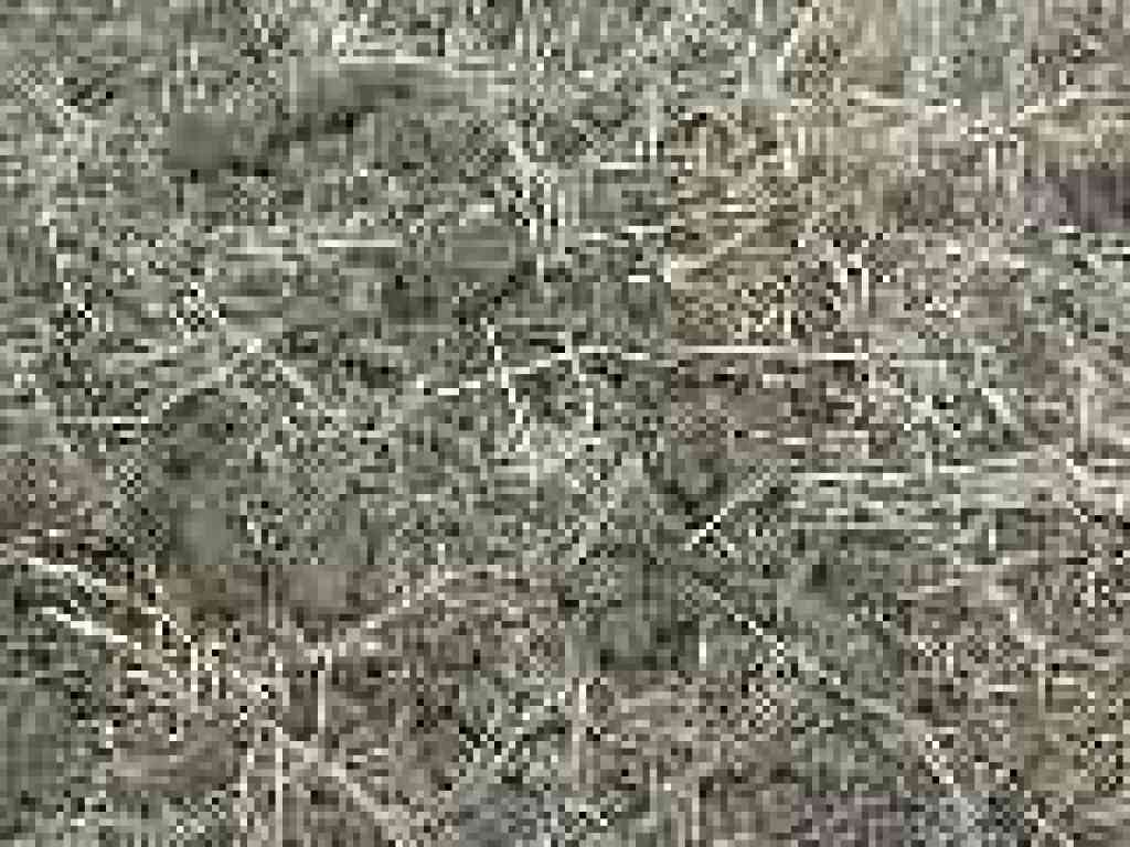 Gopher snake