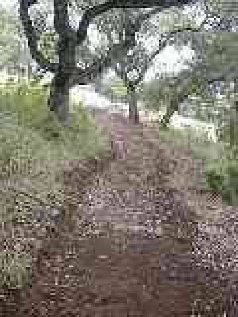 Acorn Trail