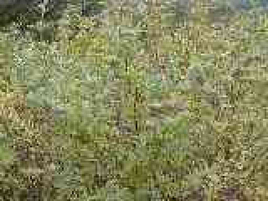 Pitcher sage