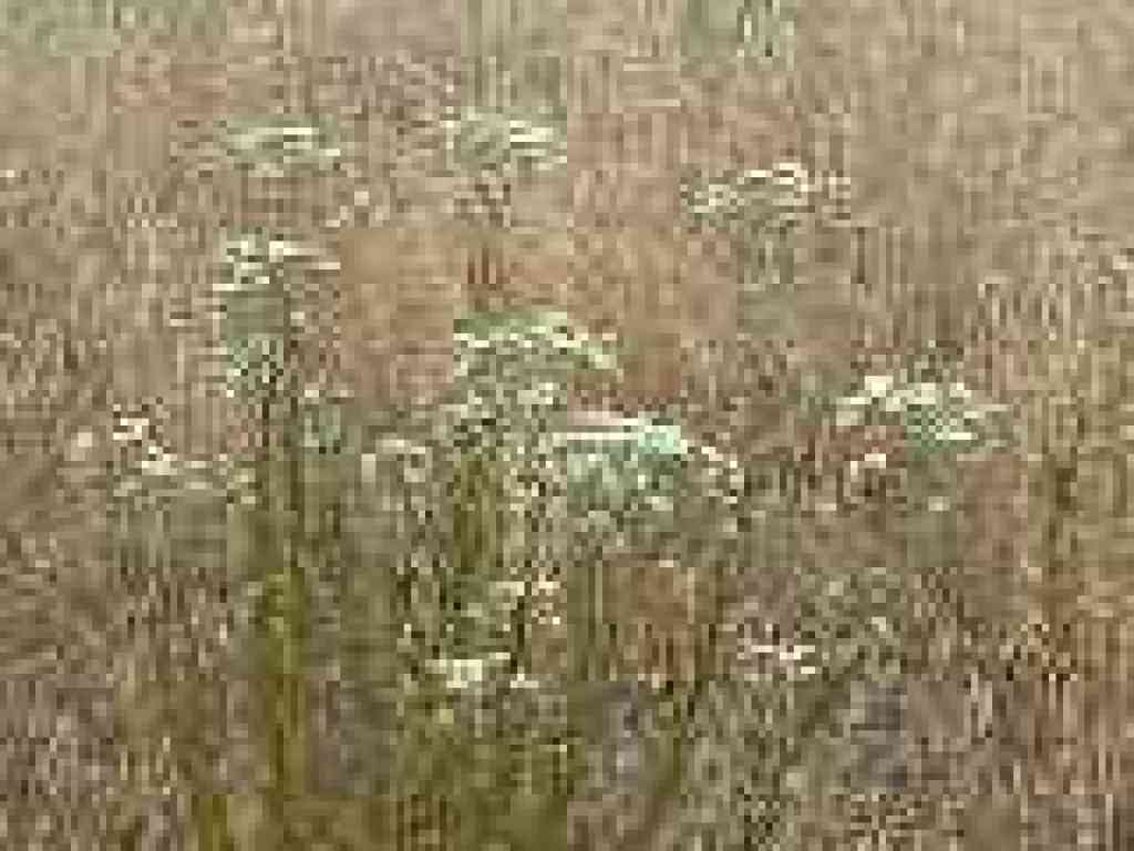 Pearly everlasting