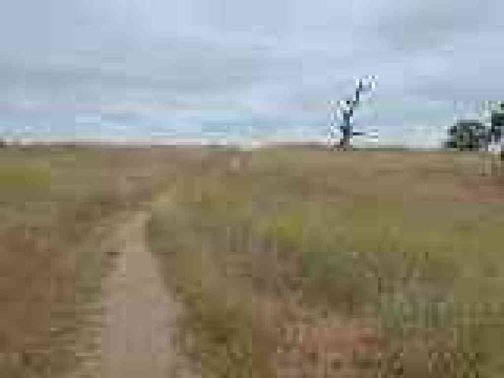 One lone dead oak juts up in the grassland