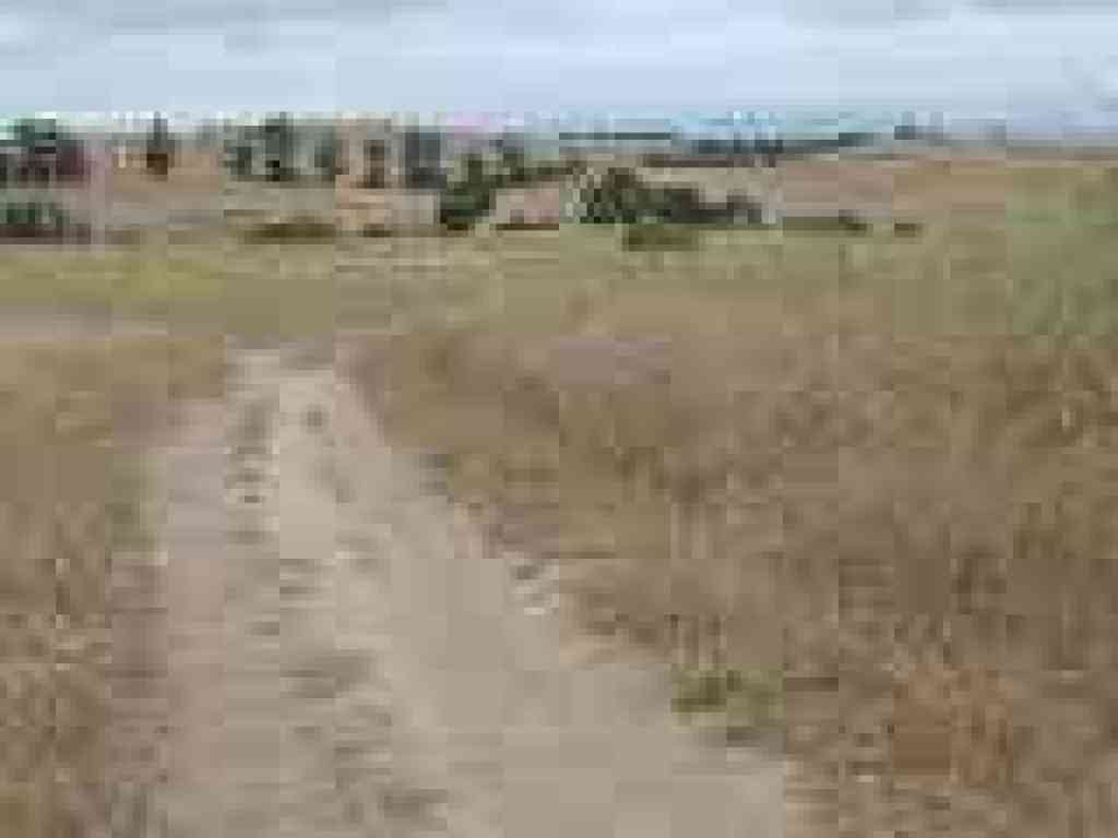 A few green patches in a sea of dry grass