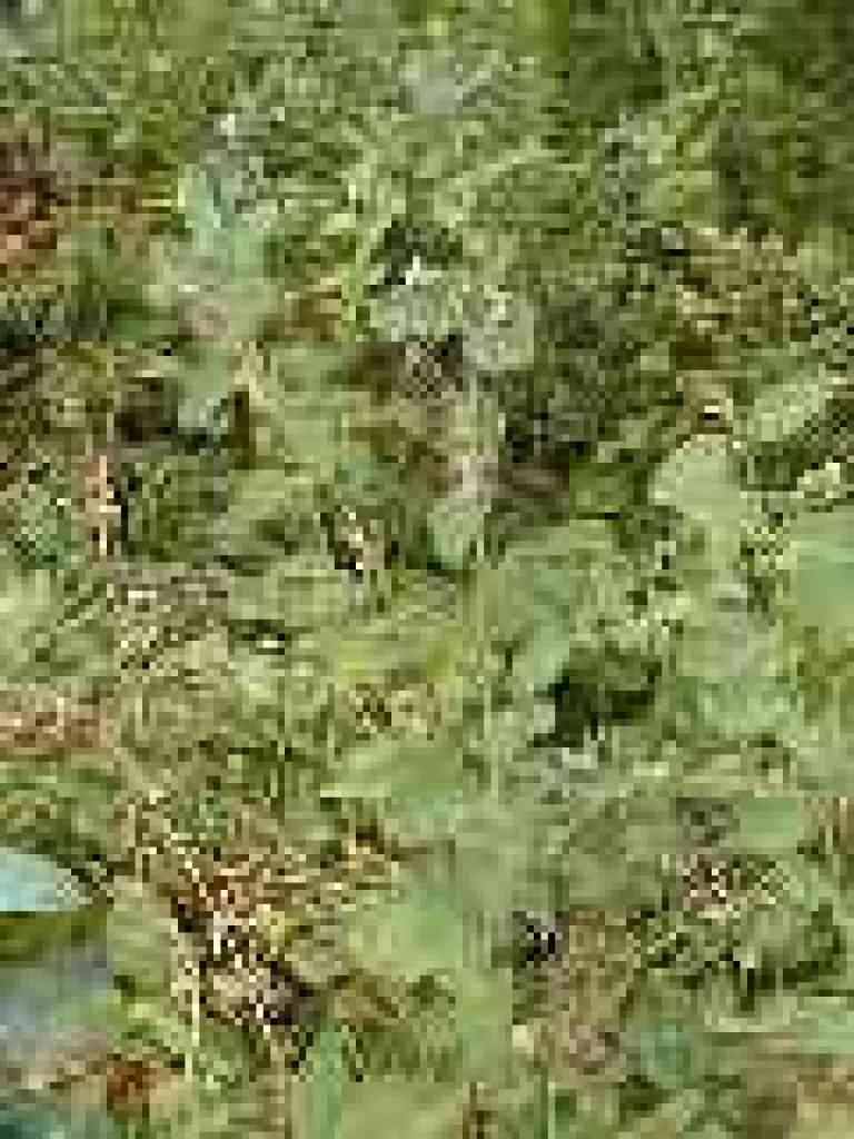 Common snowberries